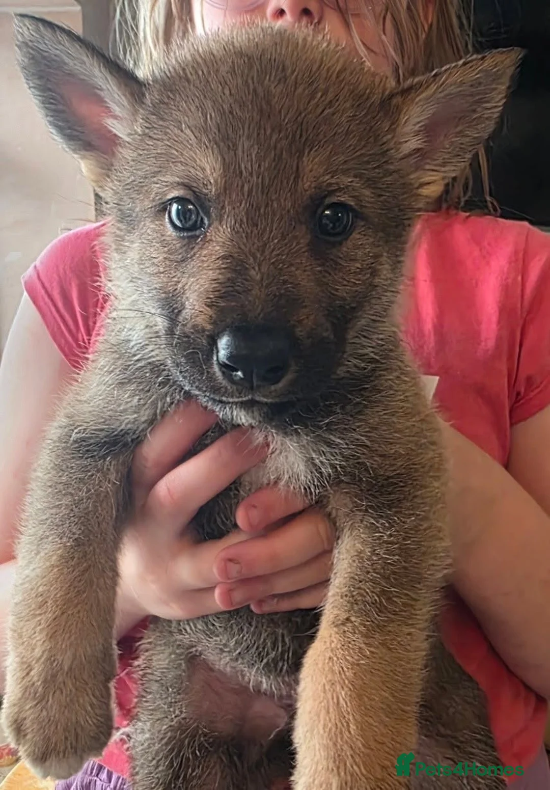 Tamaskan dogs for sale: Tamaskan Puppies *Health Tested Parents* - Advert 31