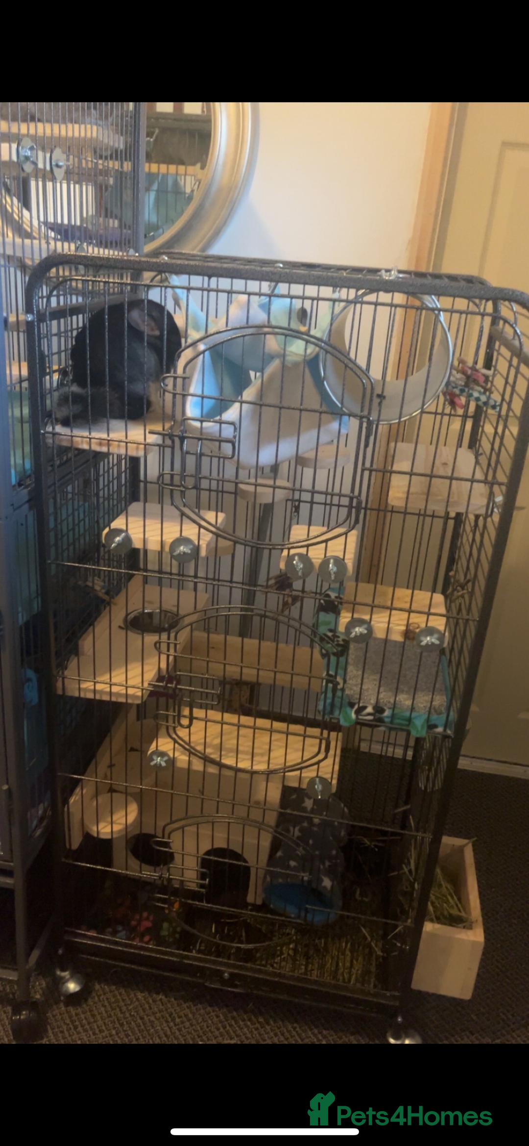 Chinchilla rodents for sale: Male chinchilla  - Advert 3