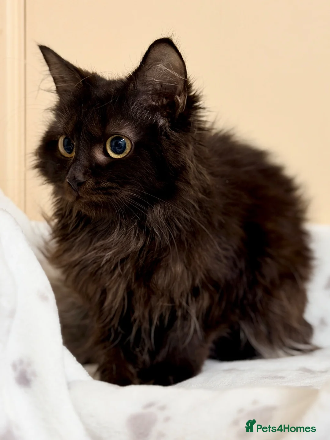 Mixed Breed cats for sale: MAINE COON X RAGDOLL ‘’Ragcoon’’ CHOCOLATE SMOKEY - Advert 2