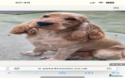 Cocker Spaniel dogs for sale: Outstanding kc reg cocker spaniel puppies - Image 18