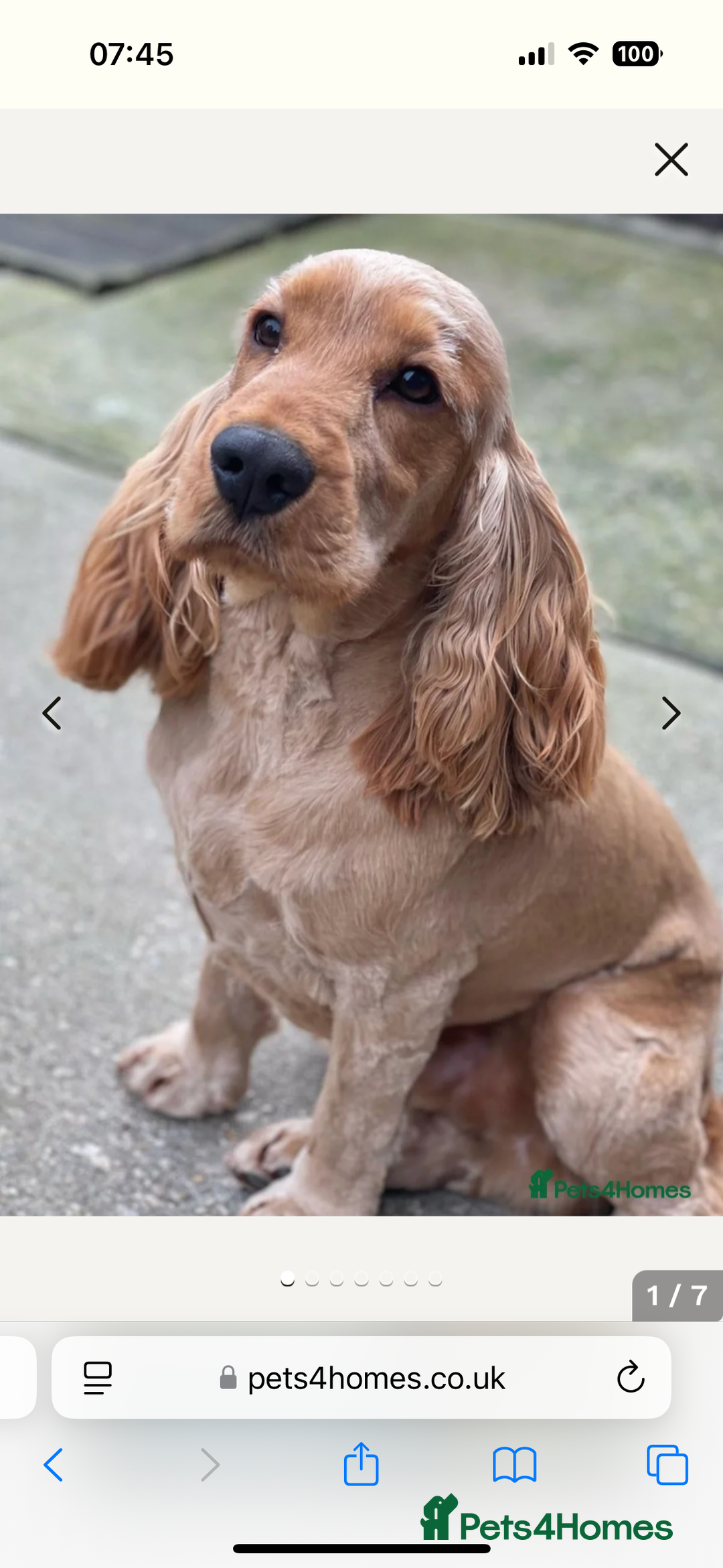 Cocker Spaniel dogs for sale: Outstanding kc reg cocker spaniel puppies - Image 18