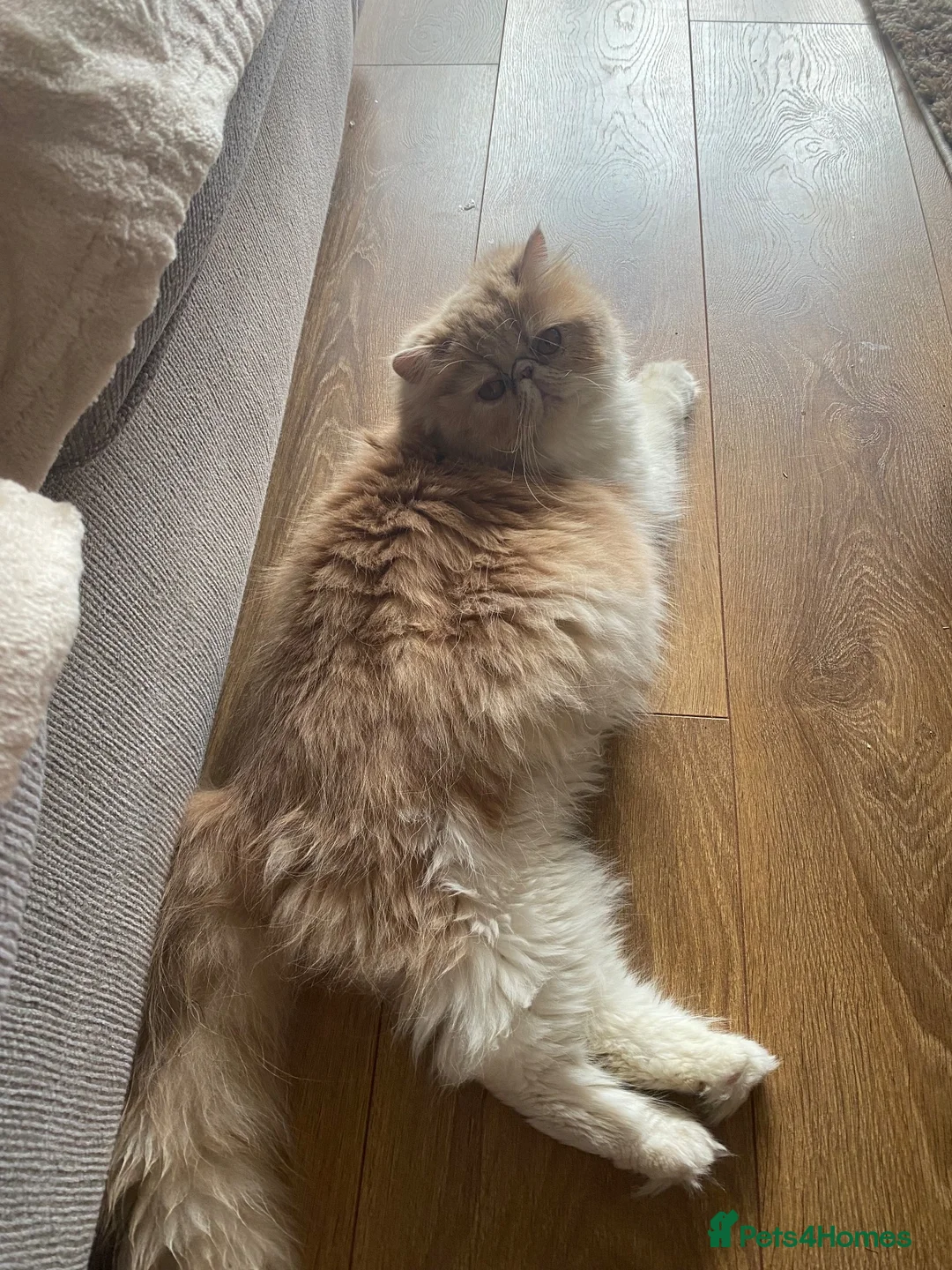 Exotic cats for sale: Exotic short hair cross kittens  - Advert 1