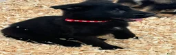 German Shepherd dogs for sale: Beautiful German Shepherd Puppies  - Advert 3