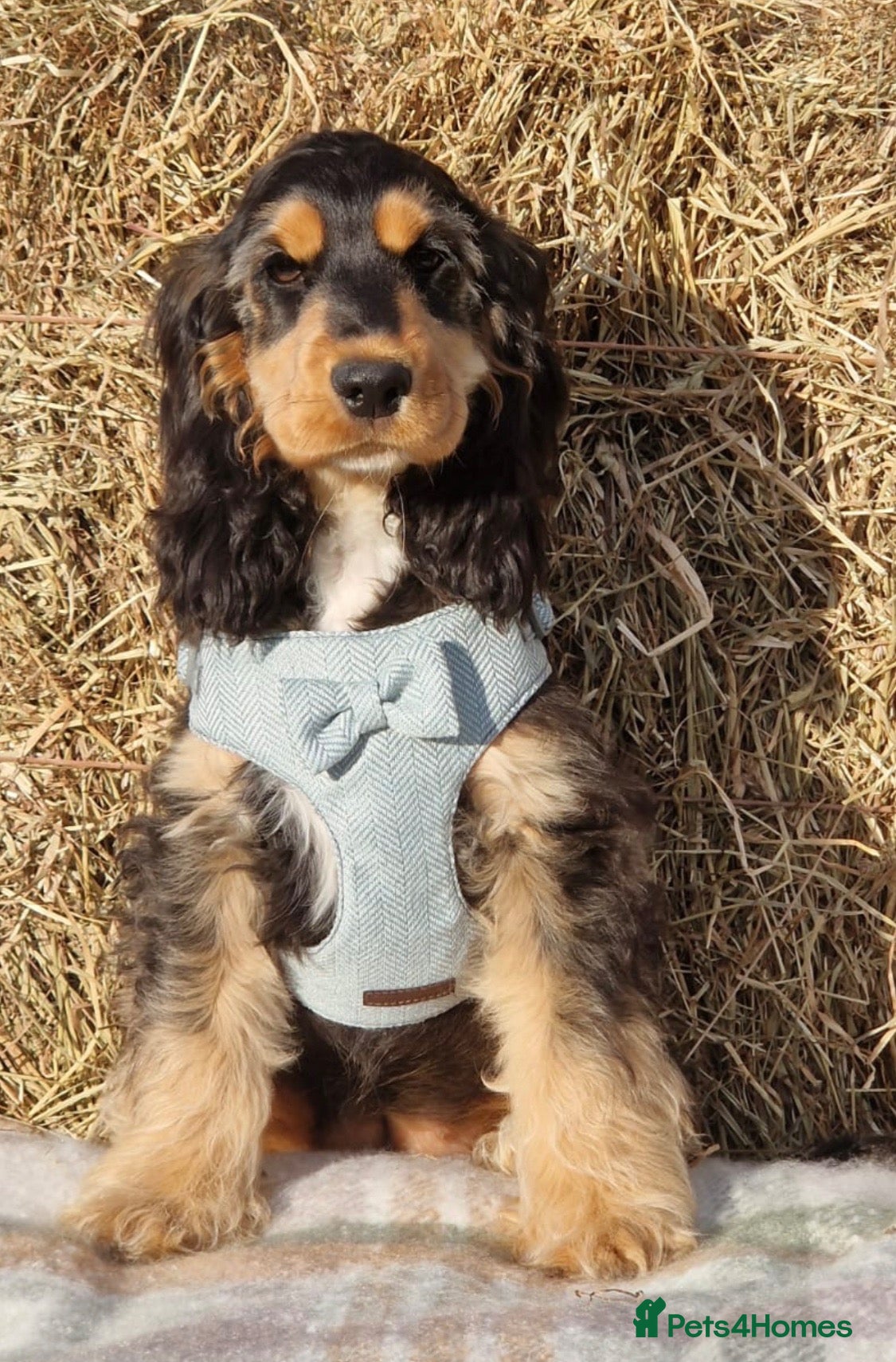Cocker Spaniel dogs Beautiful Show Cocker Spaniel Puppies  - Advert 1