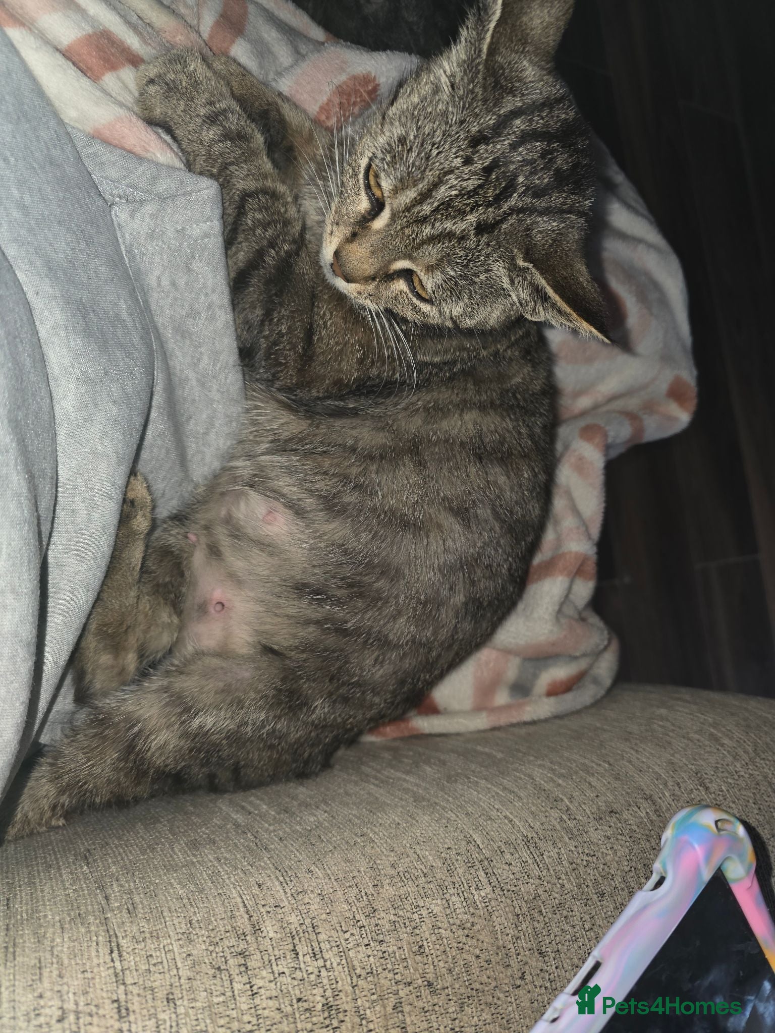 Mixed Breed cats 4 beautiful kitten who need forever homes - Advert 1