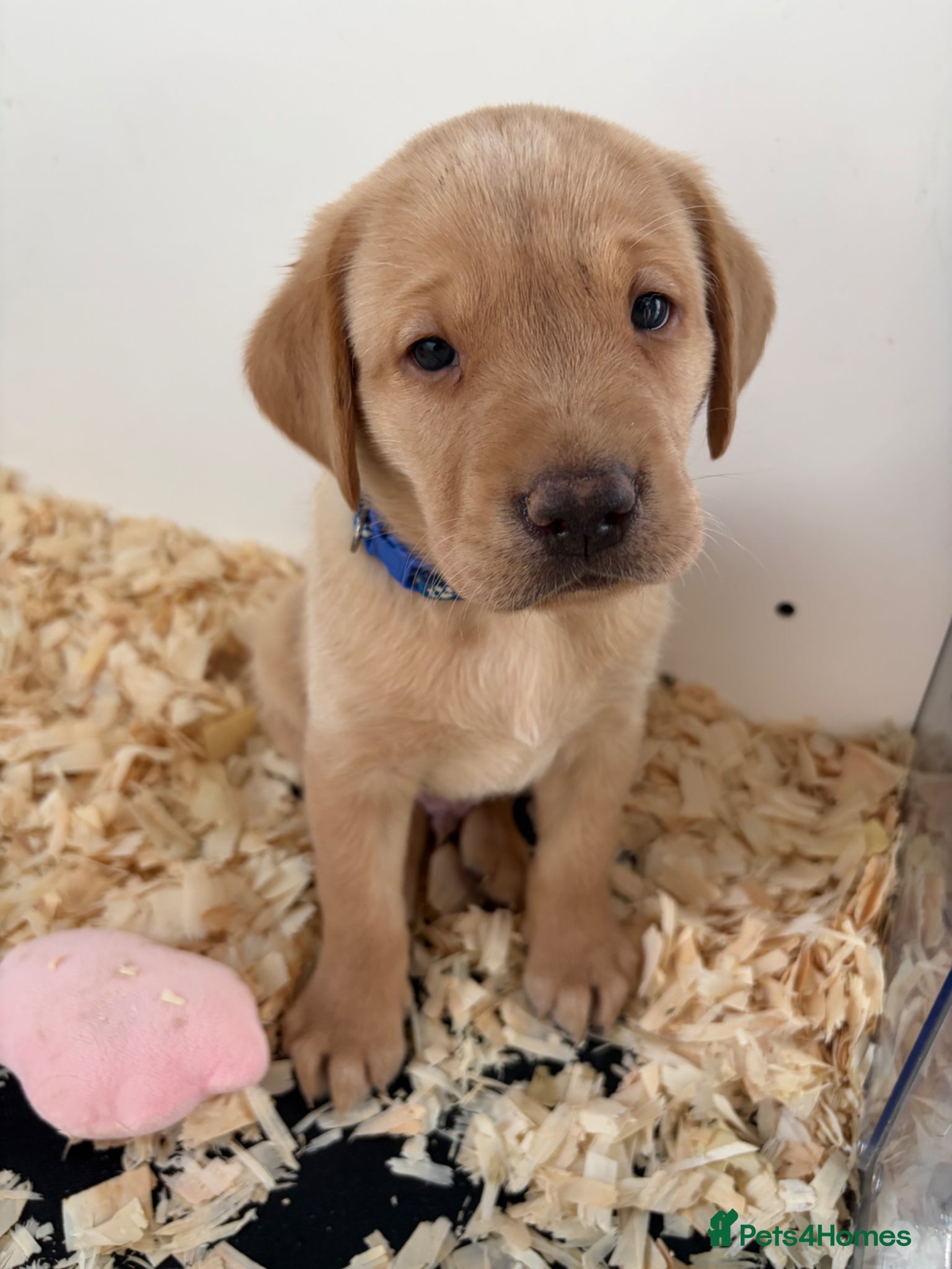 Labrador Retriever dogs for sale: 🐶 KC REGISTERED LABRADOR PUPPIES 🐶  - Advert 4