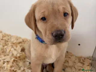 Labrador Retriever dogs for sale: 🐶 KC REGISTERED LABRADOR PUPPIES 🐶 - Advert 4