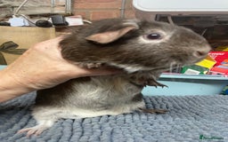 Guinea Pig rodents for sale: Two Sweet Guinea Pig Girls - Image 4