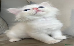 Siberian cats for sale: Pure White Siberian kittens. Ready Now.  - Image 11