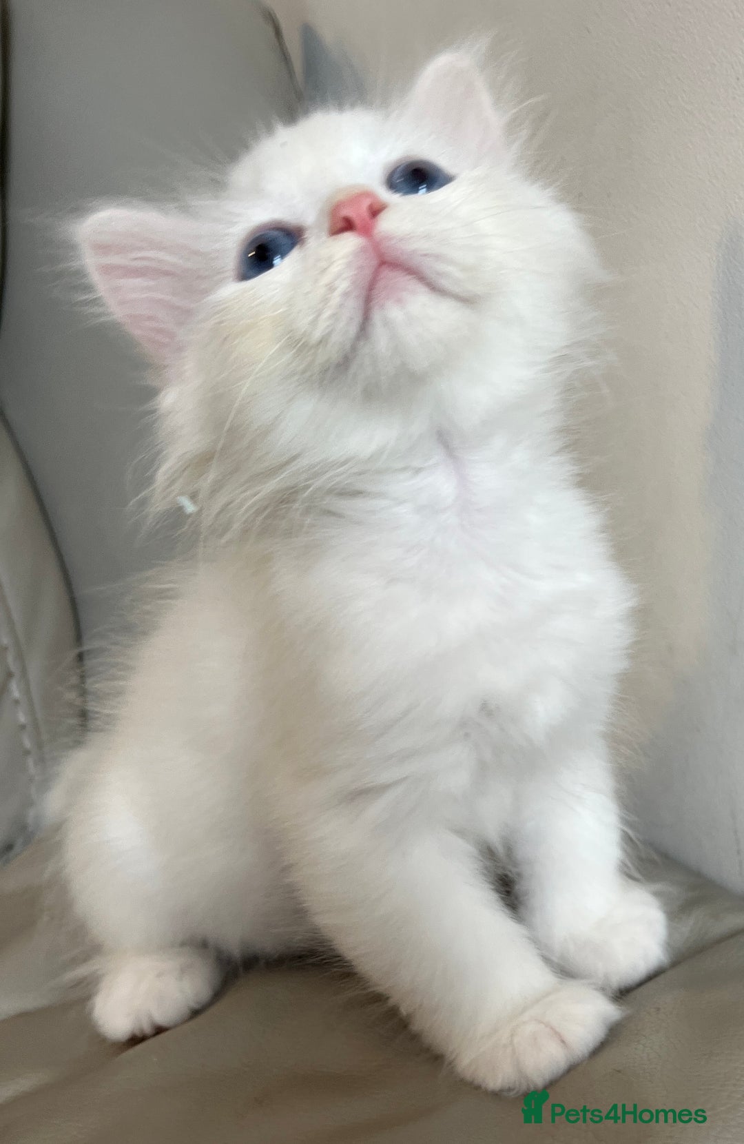 Siberian cats for sale: Pure White Siberian kittens. Ready Now.  - Image 11
