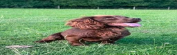 Cocker Spaniel dogs for sale: Gorgeous Chocolate Working cocker pups - Advert 9