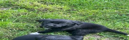 Borador dogs for sale: 8 Labrador pups ready for new home. - Advert 4