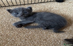Mixed Breed cats for sale: Three Gorgeous Kittens - Image 15