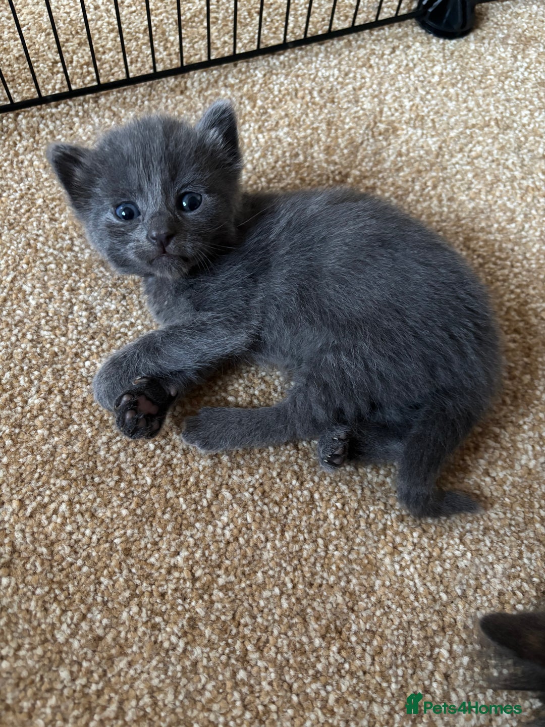 Mixed Breed cats for sale: Three Gorgeous Kittens - Image 15