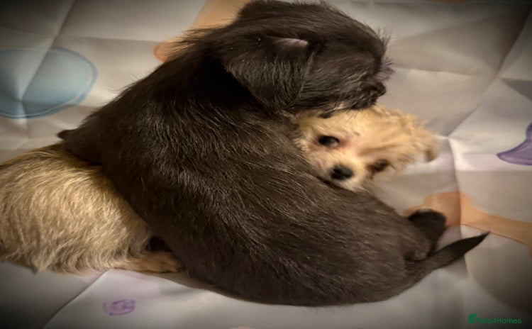 Mixed Breed dogs - Advert 7