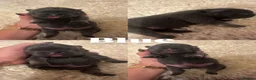 French Bulldog dogs for sale: Beautiful Frenchie Puppies Looking 4 Loving Home - Advert 3