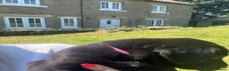 Labrador Retriever dogs for sale: KC registered Black Labrador Pups  - Advert 6
