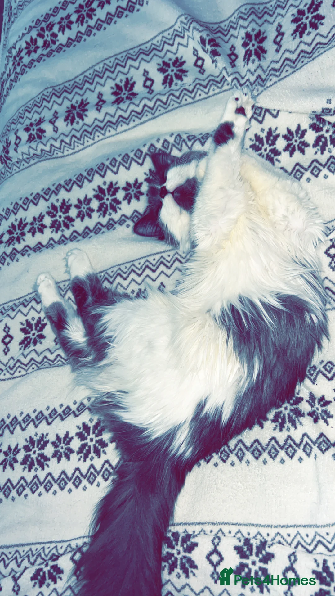 Mixed Breed cats for sale: 4 of my beautiful girls seeking new homes - Advert 2