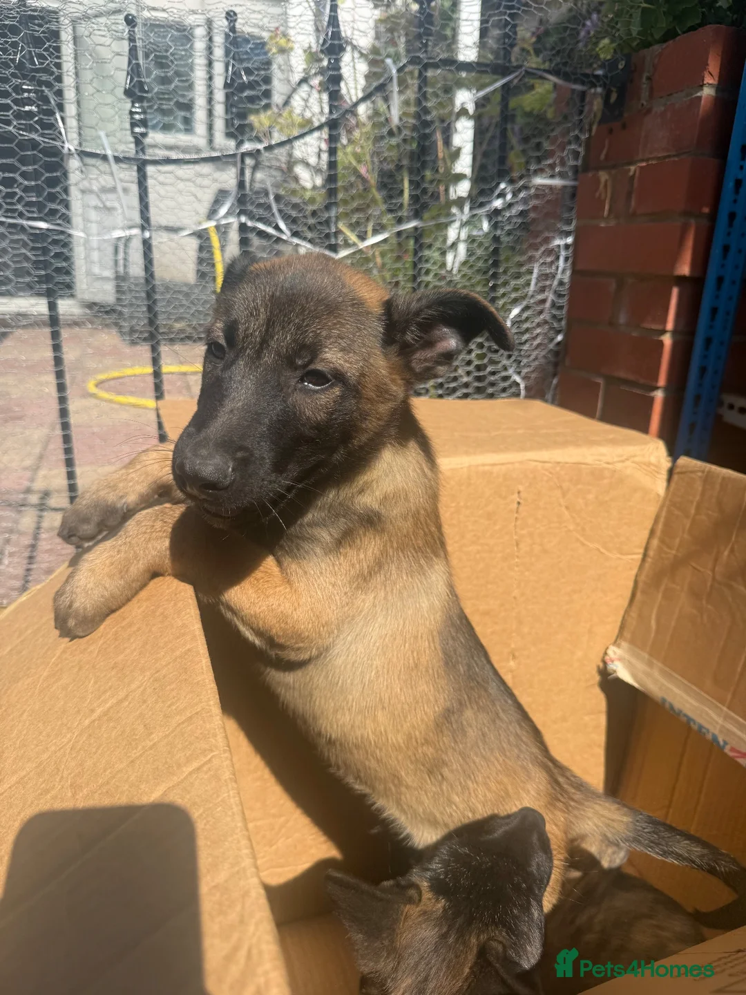 Belgian Shepherd Dog dogs for sale: Beautiful Dutch Herder pups for Sale !!! - Advert 2