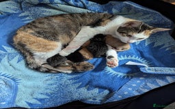 European cats for sale: Kittens for sale  - Image 8