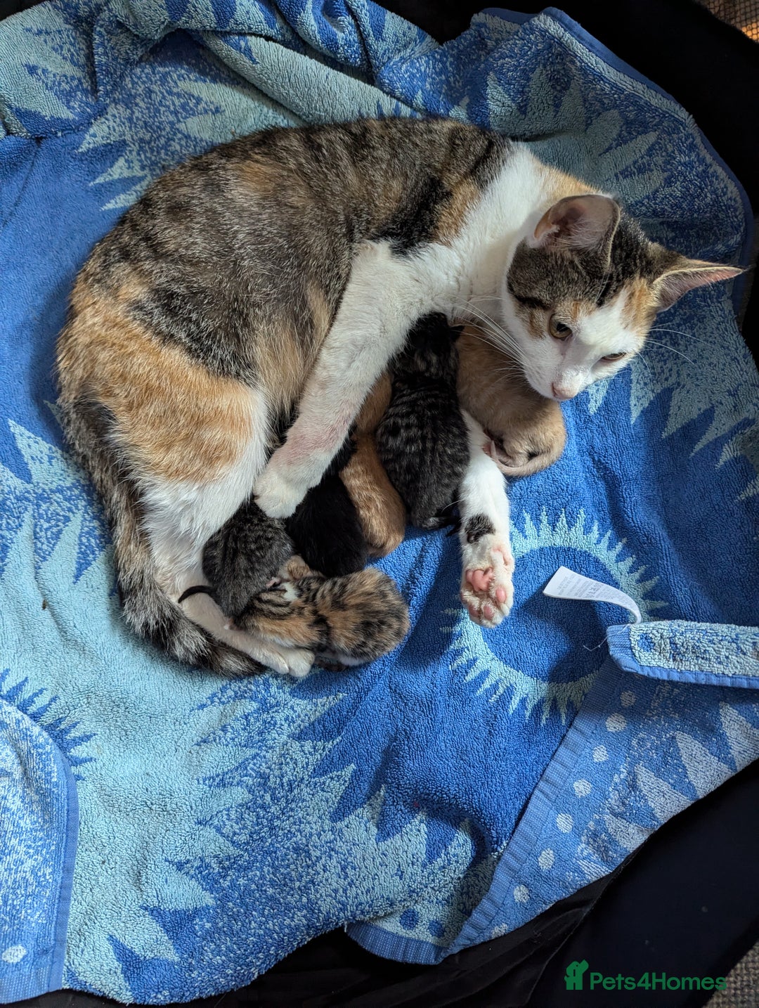European cats for sale: Kittens for sale  - Image 8