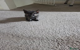 Domestic Shorthair cats for sale: Beautiful kittens ready for home - Image 2