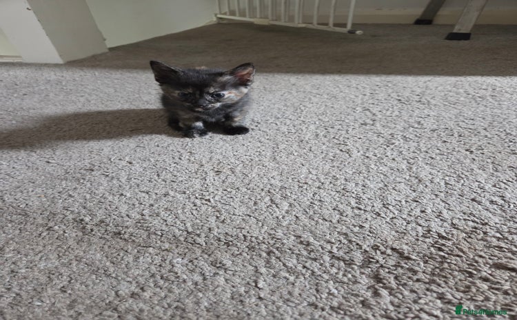 Domestic Shorthair cats - Advert 6