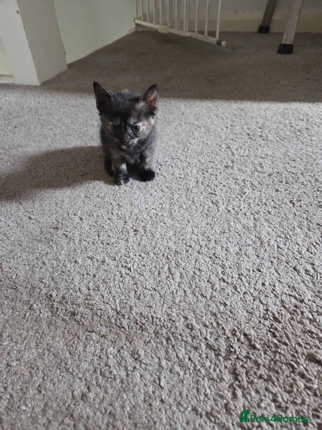 Domestic Shorthair cats for sale: Beautiful kittens ready for home - Image 2