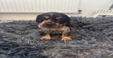 Cocker Spaniel dogs - Advert 7