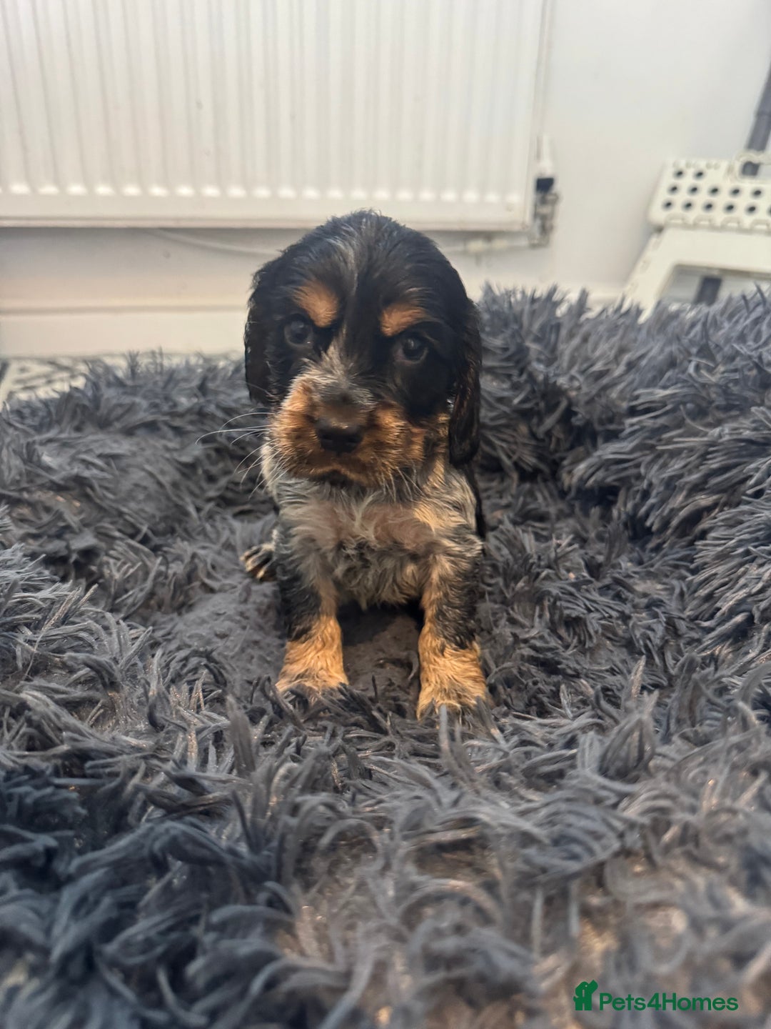 Cocker Spaniel dogs for sale: ⭐ STUNNING SHOW COCKER PUPPIES ⭐  - Image 3