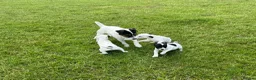 Jack Russell dogs for sale: Jack Russell terriers ready now 🏡 - Advert 5