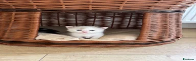 Ragdoll 2