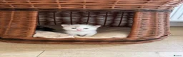 Ragdoll cats for sale: Ragdoll Mixed Kittens in Newark - Advert 2