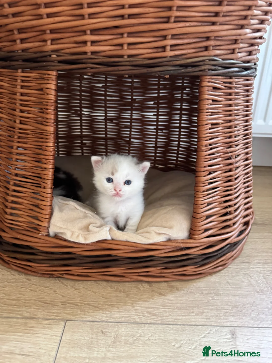 Ragdoll cats for sale: Ragdoll Mixed Kittens in Newark - Advert 2