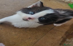 Mixed Breed cats for sale: Stunning long hair kittens for sale - Image 14