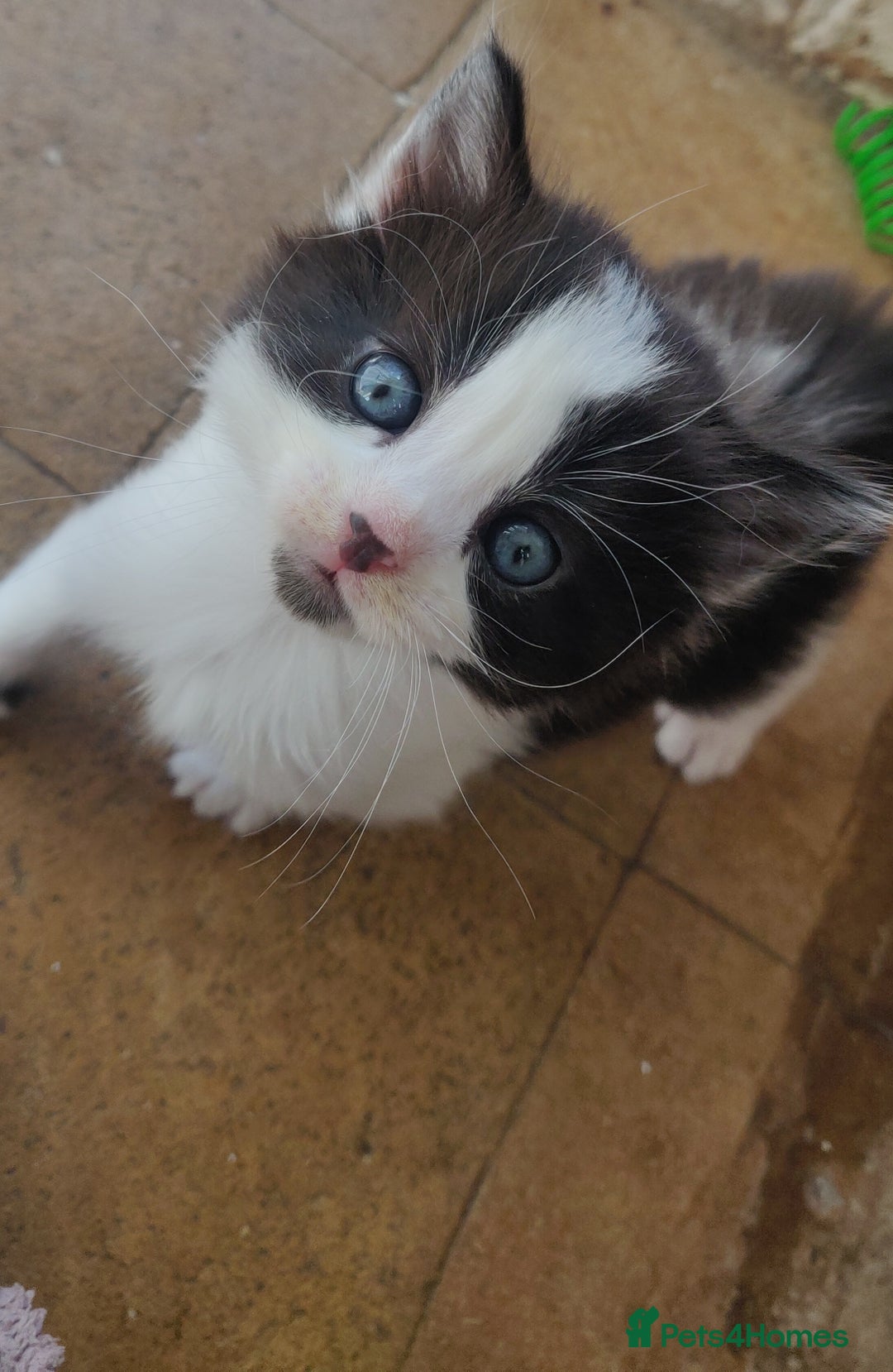 Mixed Breed cats for sale: Stunning long hair kittens for sale - Image 14