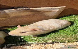 Guinea Pig rodents for sale: Multiple baby guinea pigs  - Image 2