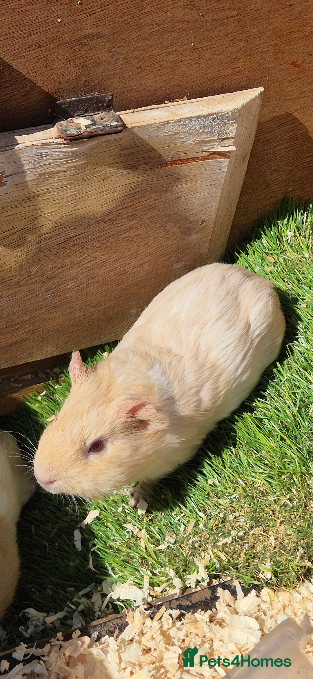 Guinea Pig rodents for sale: Multiple baby guinea pigs  - Image 2