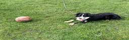 Border Collie dogs for stud: Beautiful Pedigree Stud Border Collie for breeding in Isleworth - Advert 8