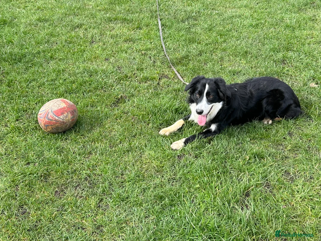 Border Collie dogs for stud: Beautiful Pedigree Stud Border Collie for breeding in Isleworth - Advert 8