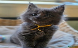 Maine Coon cats for sale: Two beautiful blue smoked mainecoon girls 4 sale  - Image 16