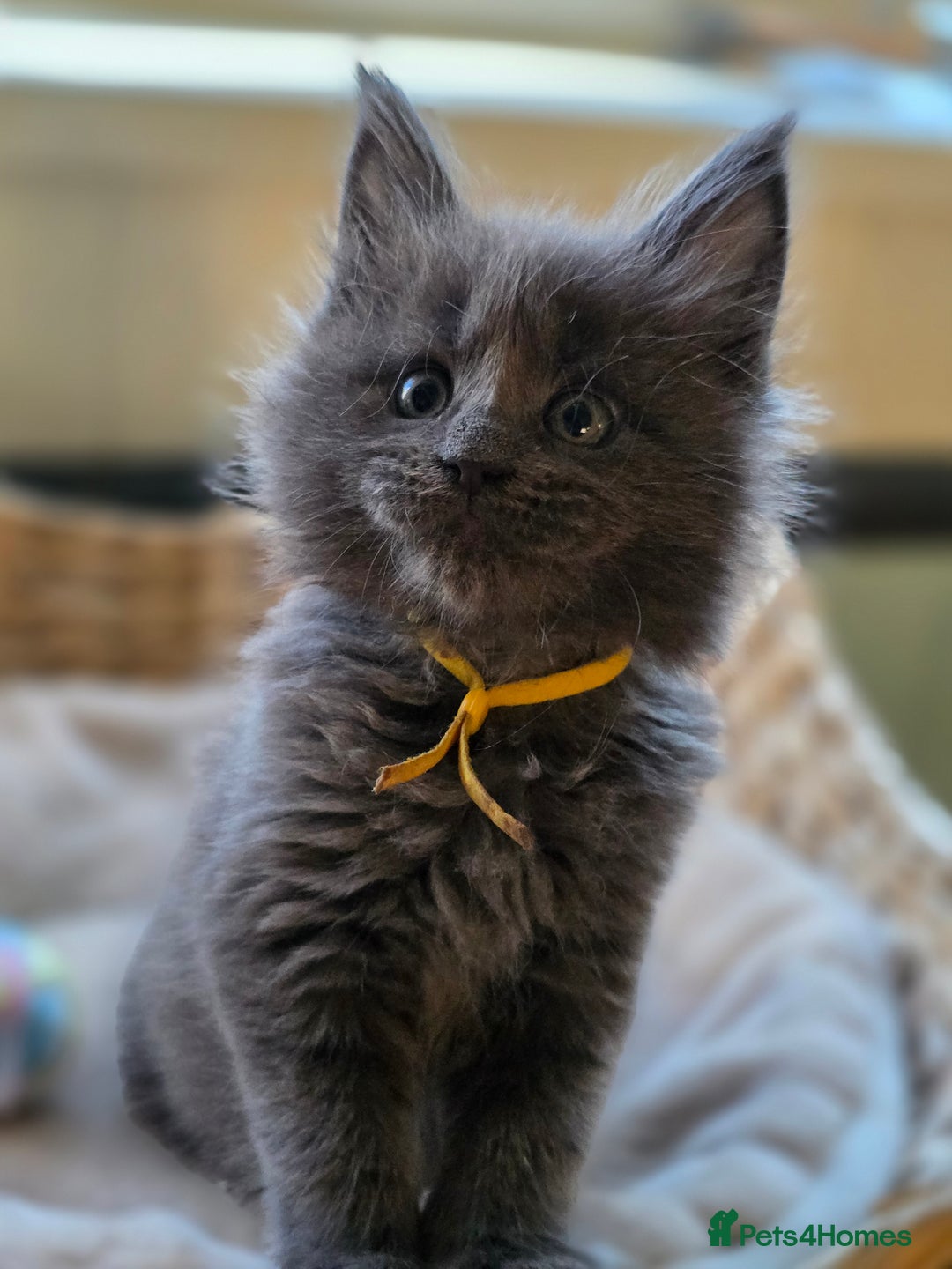 Maine Coon cats for sale: Two beautiful blue smoked mainecoon girls 4 sale  - Image 16