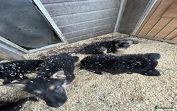 German Shepherd dogs for sale: German shepherd puppies  - Advert 23