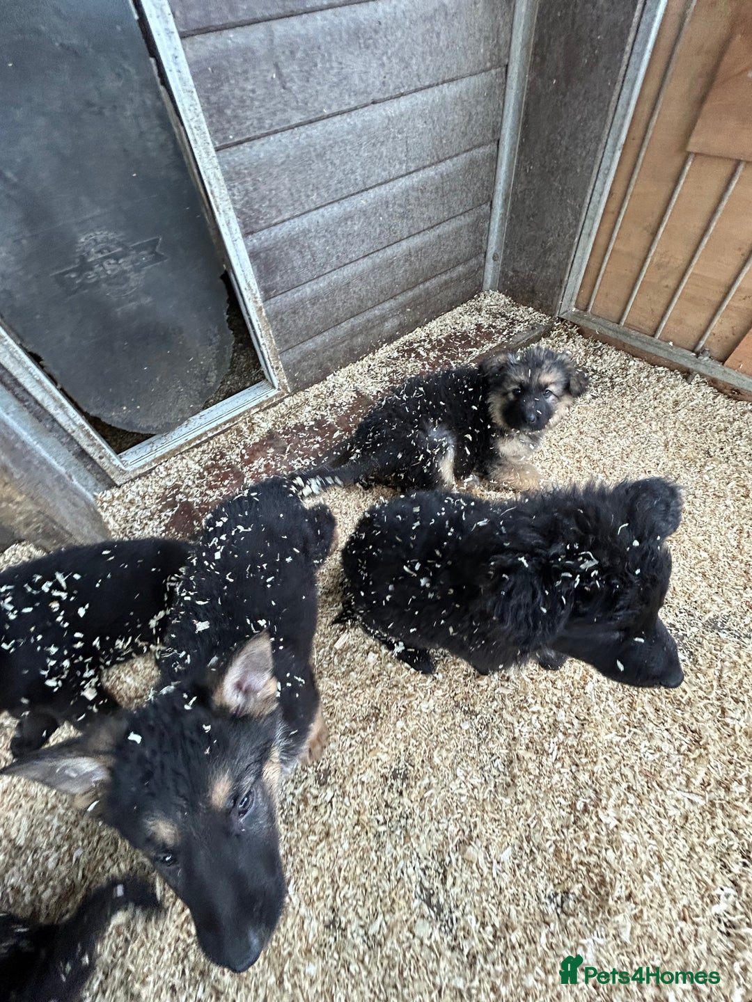 German Shepherd dogs for sale: German shepherd puppies  - Advert 23