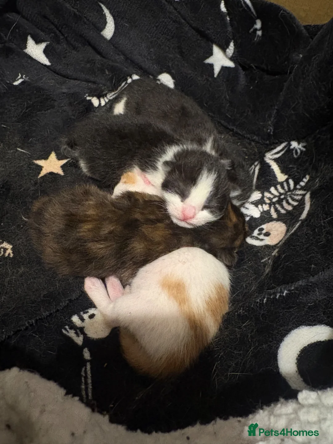 British Shorthair cats for sale: kittens for sale  - Advert 2