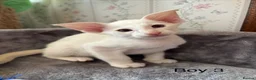 Oriental cats for sale: ✨Gorgeous Oriental Shorthair Kittens  - Advert 13