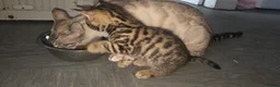Bengal cats for sale: Beautifully Pure Brown Rossete Bengal girl - Advert 3