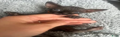 Sphynx 5