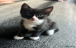 Ragcoon cats for sale: Ragdoll x kittens 😸 😍 ready 10/09/25 - Image 15
