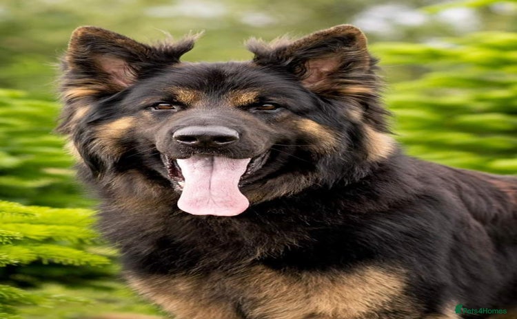 German Shepherd dogs - Advert 5